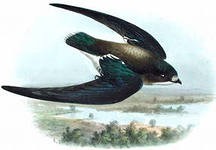 Подготовительная Группа "Веселые Стрижи"